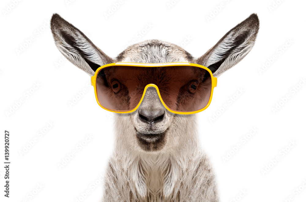 Portrait of a goat in sunglasses isolated on white background