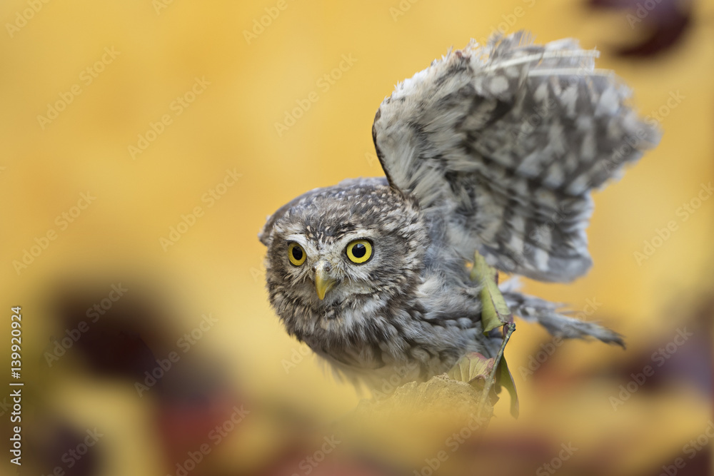 Obraz premium animal