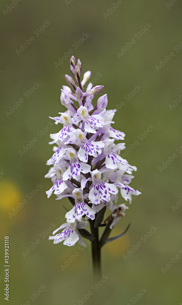 Obraz premium orchid