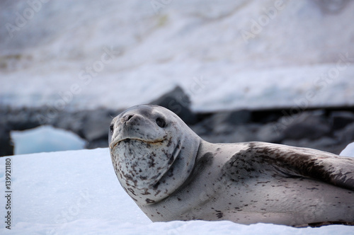 Fototapeta Naklejka Na Ścianę i Meble -  leopard seal