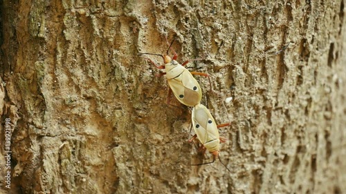 Kapok Bug (Odontopus nigricornis) in Thailand forest
 photo