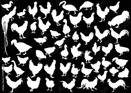 huge collection of white farm bird silhouettes