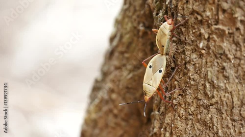 Kapok Bug (Odontopus nigricornis) in Thailand forest
 photo