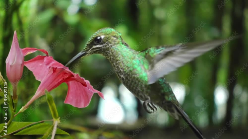 hummingbird feeding from flower slow motion