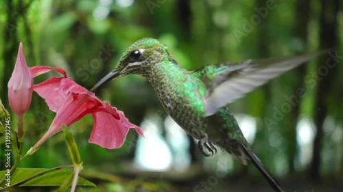 hummingbird feeding from flower slow motion