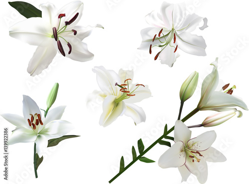 five isolated white lily flowers