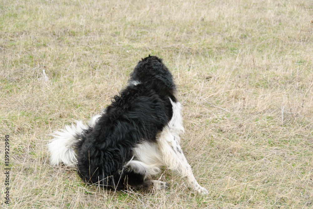Fototapeta premium Afghan Hound