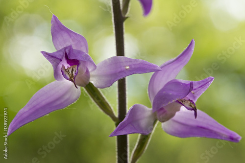orchid photo