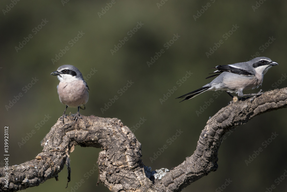 Obraz premium animal