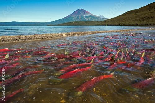 Canvas Print salmon