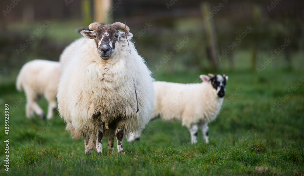 Big fluffy sheep cheap