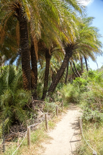 Pathway through Palm forest near Preveli beach in Crete Greece © Dmitry Naumov