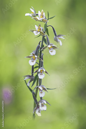 orchid photo