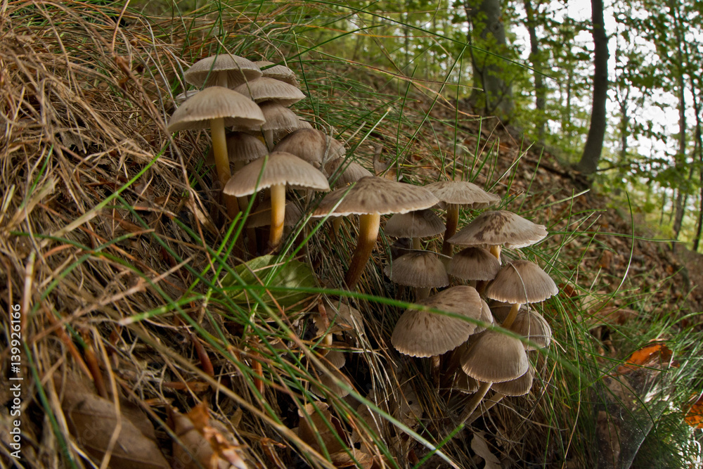 Fototapeta premium mushroom