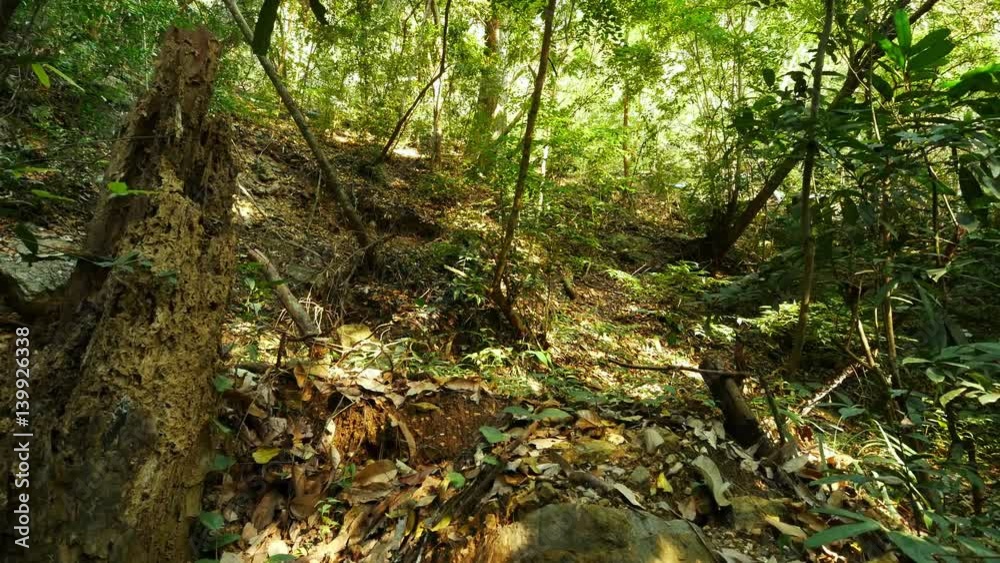 Die tree in the tropical forest in Thailand (Dolly Shot) Die tree in the tropical forest in Thailand (Dolly Shot)