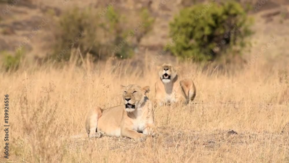 A Pair Of Lioness Resting in Maasai Mara Reserve A Pair Of Lioness Resting in Maasai Mara Reserve