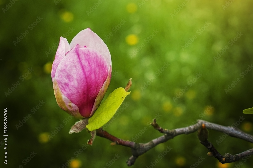 Flower pink Magnolia on a branch in spring. Flower pink Magnolia on a branch in spring.