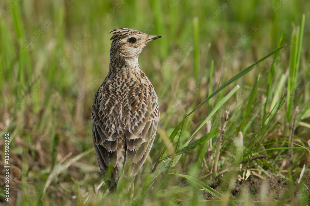 Obraz premium animal