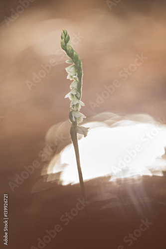 orchid photo