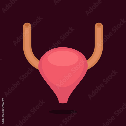 Bladder vector illustration