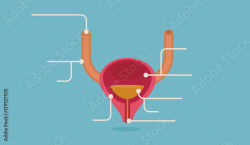 Bladder vector illustration