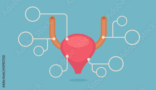 Bladder vector illustration