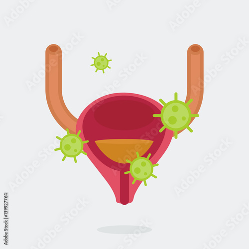 Bladder vector illustration