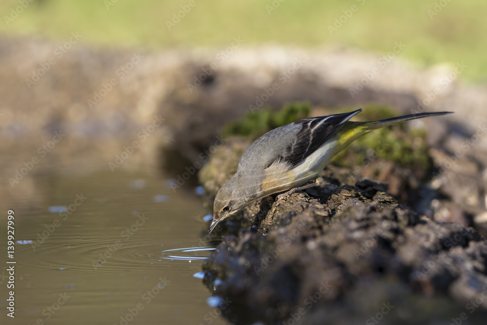 Obraz premium animal