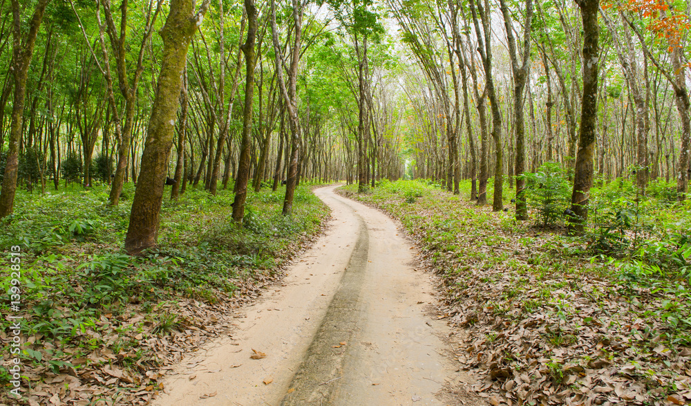 View of a rubber plantation in the southern, Thailand