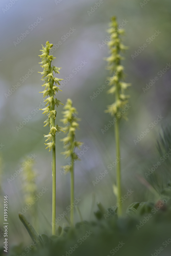 orchid orchid