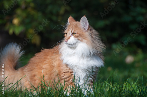 Rote Katze erkundet den Garten im Sonnenschein