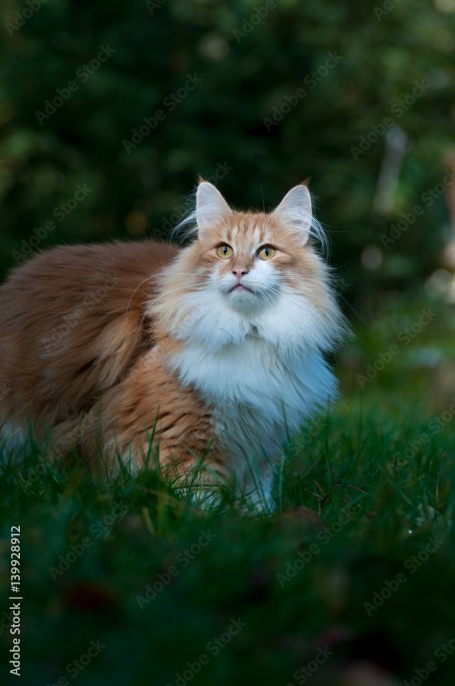 Rote Katze erkundet den Garten im Sonnenschein