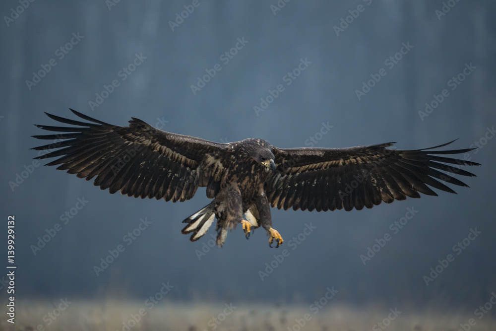 Fototapeta premium animal