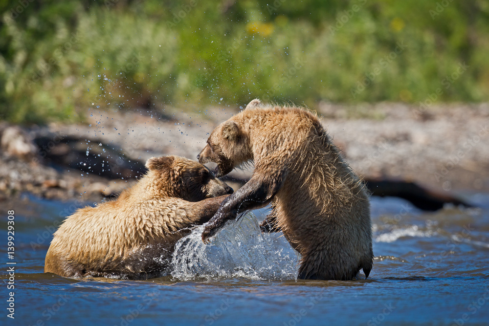 Fototapeta premium bear