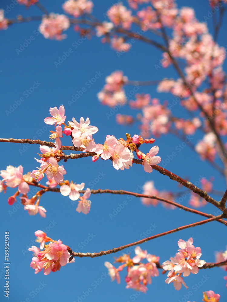青空と河津桜 青空と河津桜