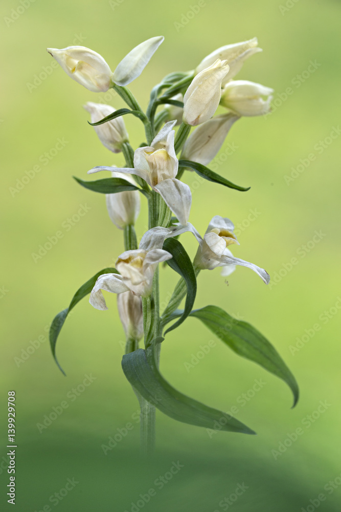 Obraz premium orchid