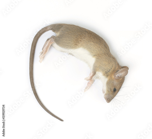 A Dead Mouse Isolated on White Background © chokniti