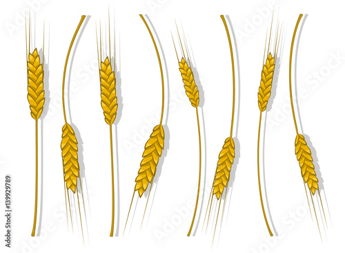 Spikes of wheat, barley or rye are woven into one bundle