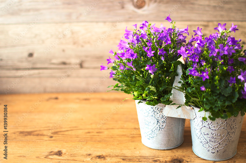 Campanula flowers with wooden background decoration. Natural blue object for seasons spring and summer.