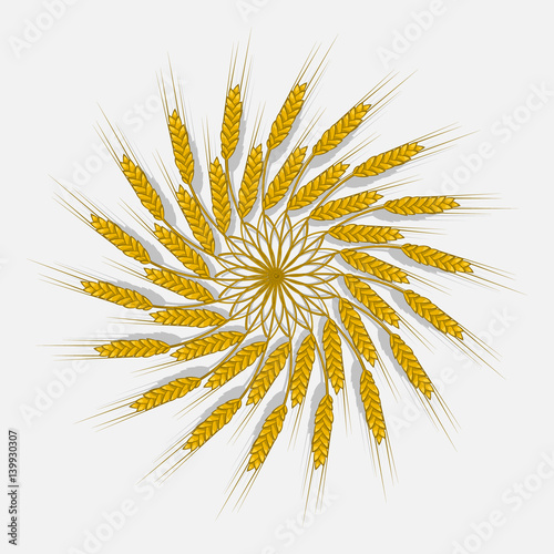 Ears of wheat, barley or rye are woven into one bundle