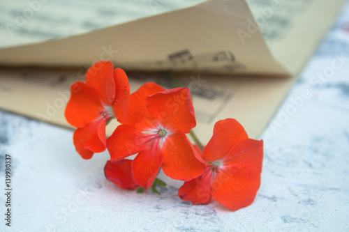 Fototapeta Naklejka Na Ścianę i Meble -  red flowers and music books