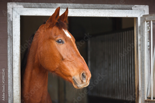 Horse in a stable