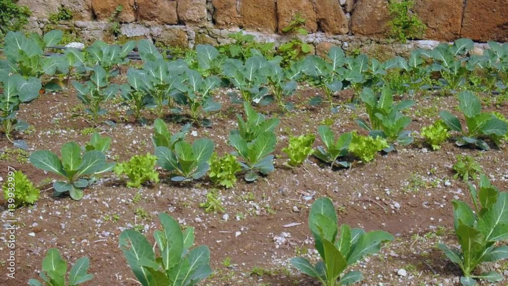 Close up panning shot of a vegetable garden on a sunny day - salads, potatoes, radishes Close up panning shot of a vegetable garden on a sunny day - salads, potatoes, radishes