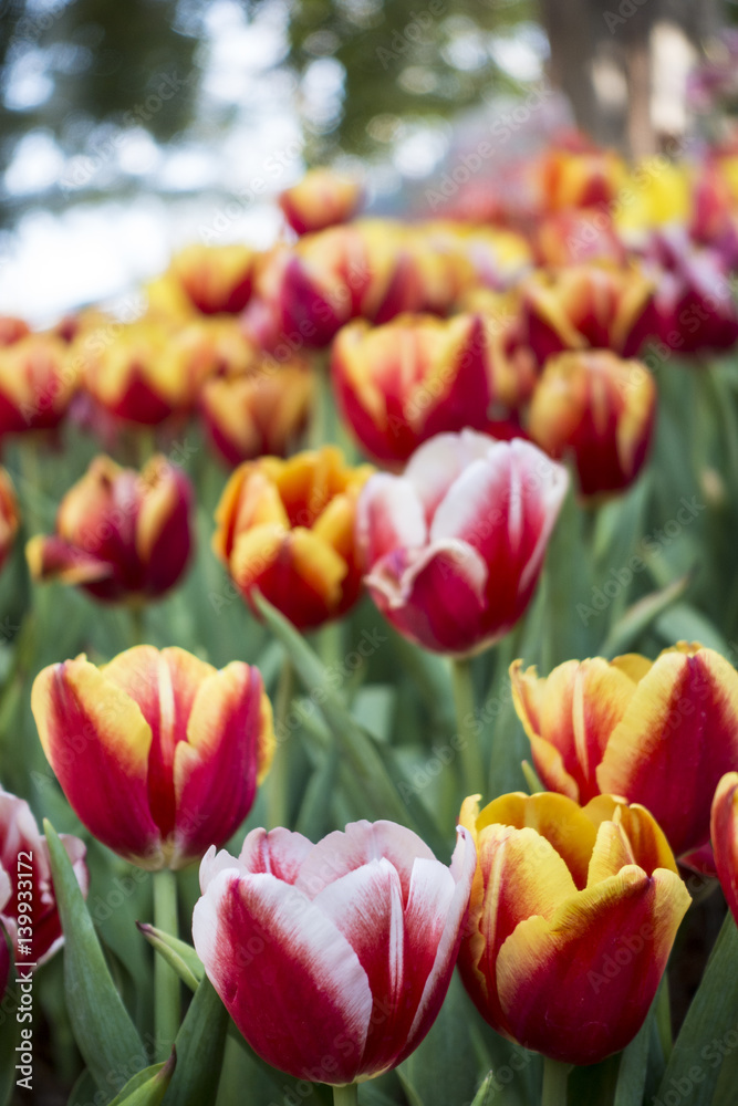 Fototapeta premium colorful Tuilip in the garden.