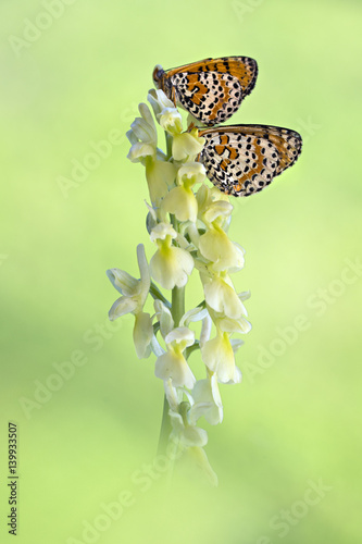 orchid photo