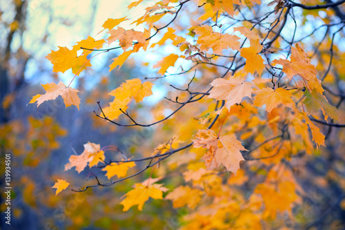 Colored maple leaves, red and yellow foliage, golden autumn, close-up / Blue sky through branches. Autumn landscape.