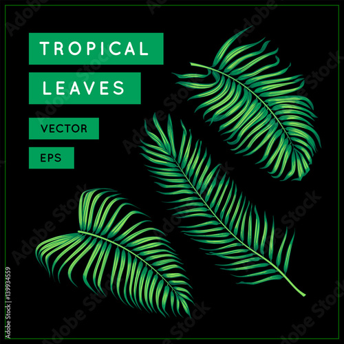 Green palm leaves isolated on black background. Tropical exotic foliage. Jungle leaf. Palm tree branch. Vector botanical illustration. Vintage floral design element. Areca palm. EPS 10.