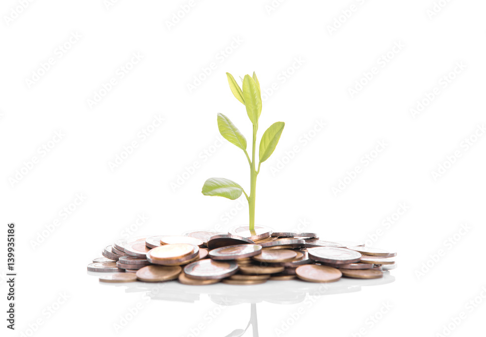tree plant growing on gold pile coins. concept investment money finance. tree plant growing on gold pile coins. concept investment money finance.