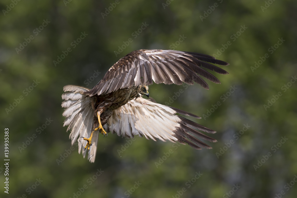 Obraz premium zwierzę