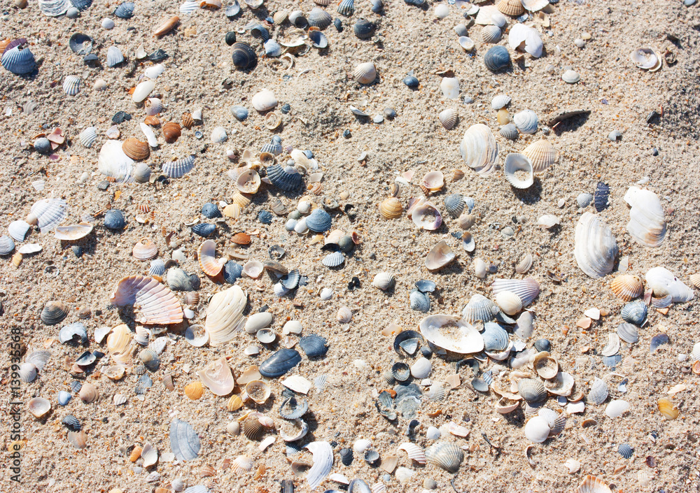 Background of sand and seashells, beach on a sunny day. Background of sand and seashells, beach on a sunny day.